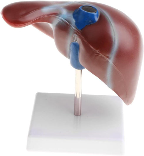 Luzhengyang 1:1 Human Liver Anatomical Model - Lifesize Teaching Display Kit for Science Biology Lab Supplies