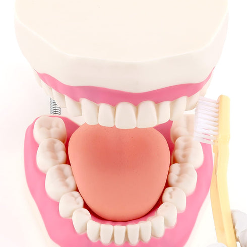 6 Giant Teeth Dental Demonstration Model with Toothbrush, Enlarged Times Standard Size Mouth Model, Denture Teaching