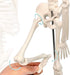 17.7 NEW HORIZON Human Skeleton Model for Anatomy,Movable Arms Legs Bones Structures,Whole Spine Ribs Skeleton