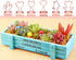 Cactus Binder Clips, Cute Rose Gold Medium Clips in Acrylic Crystal Box for Office, School, Home Supplies