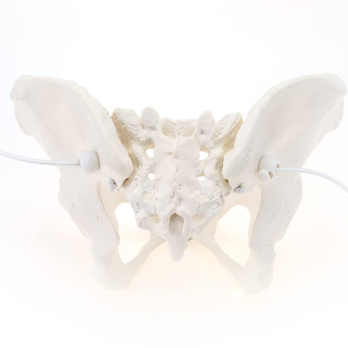 Communication, LYOU Life-Size Flexible Female Pelvis Model for Science Education, Obstetrics, Gynecology & Patient