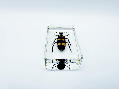 BETENSH 2.4*1.4*0.7 (No.40) Assorted Styles of Beetle and Insect Specimens, Clear Amber Resin Material Ideal for Kids'