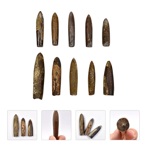 10pcs Paleontology Belemnite Specimen Science Ornament for Laboratory Supply