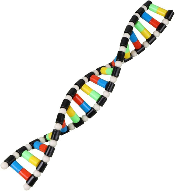 iplusmile DNA Double Helix Structure Models Kit Biological Science Popularization Teaching Aid