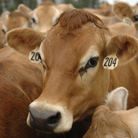 3dRose US50 KRS0004 12 Inch Jersey Dairy Cows, Rib Lake, Wisconsin - - Keith and Rebecca Snell Ceramic Tile