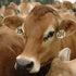 3dRose lsp_97172_6 Us50 Krs0004 Jersey Dairy Cows, Rib Lake, Wisconsin Keith and Rebecca Snell Light Switch Cover
