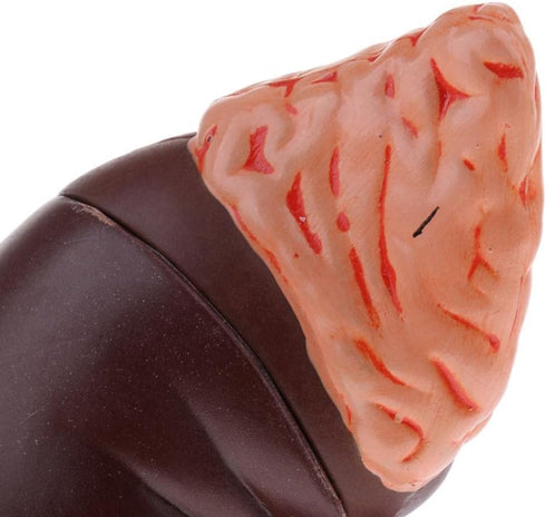Luzhengyang 1:1 Human Anatomical Kidney Model Lifesize with Stand for Scientific Study | Anatomical Body Model