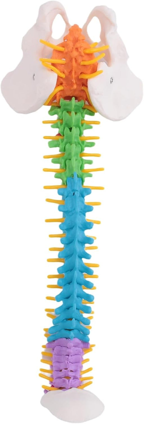 Luejnbogty 45Cm with Pelvic Human Anatomical Anatomy Spine Spinal Column Model Teaching Resources for Students