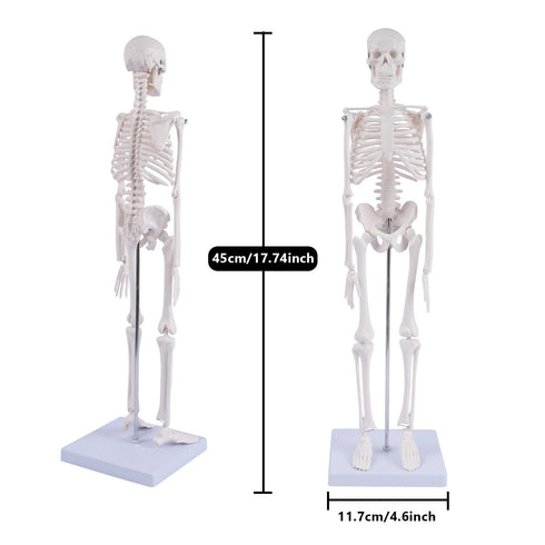 17" NLShan Human Skeleton Model for Anatomy: Scientific Model with Movable Arms, Legs & Display Stand - Mini Human