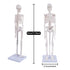 17" NLShan Human Skeleton Model for Anatomy: Scientific Model with Movable Arms, Legs & Display Stand - Mini Human