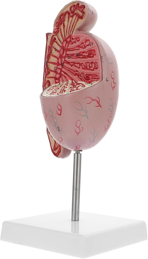 Anatomical Model of Male Reproductive System Enlarged Model for Medical Study and