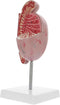 Anatomical Model of Male Reproductive System Enlarged Model for Medical Study and