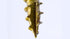 GRK Fasteners-114083 RSS14112HP RSS HandyPak 1-1/2-Inch Structural, 50 Screws per Package, 1/4" x 1-1/2", Gold