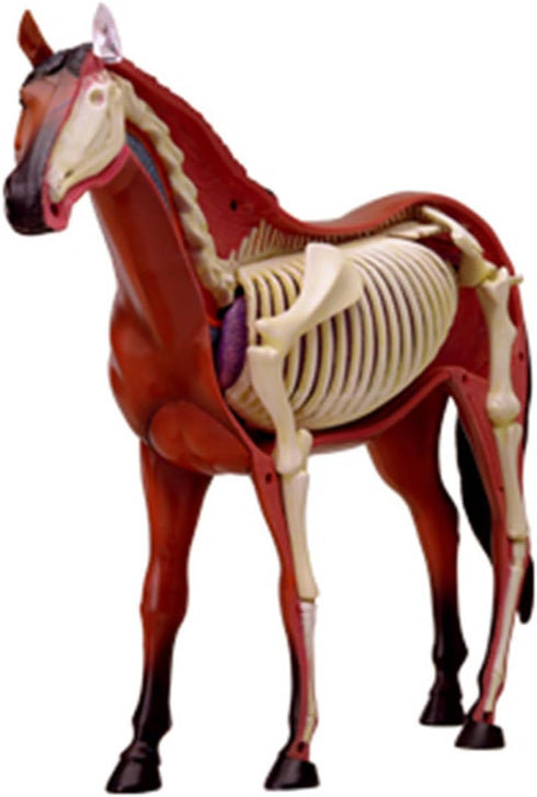 EMASDGEY Realistic Horse Organ Model Medical Teaching Toy, Horse Anatomy with Detachable Organs for Training