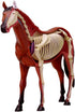 NEXAVKPR Realistic Horse Organ Model Medical Teaching Toy, Horse Anatomy with Detachable Organs for Dissectible Organ