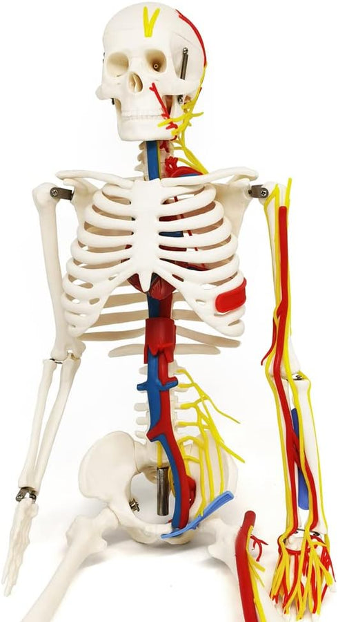 33" Human Skeleton Model with Nerves, Veins and Arteries, Removable Skull Cap, and Articulated Mandible - Includes
