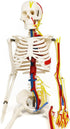 33" Human Skeleton Model with Nerves, Veins and Arteries, Removable Skull Cap, and Articulated Mandible - Includes