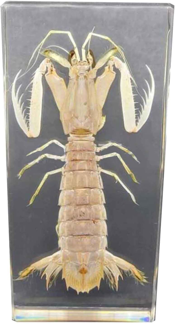 GFAZXDS Penaeid Shrimp Specimen Real Marine Animal Shrimp Specimen Resin Desk Paperweight Science