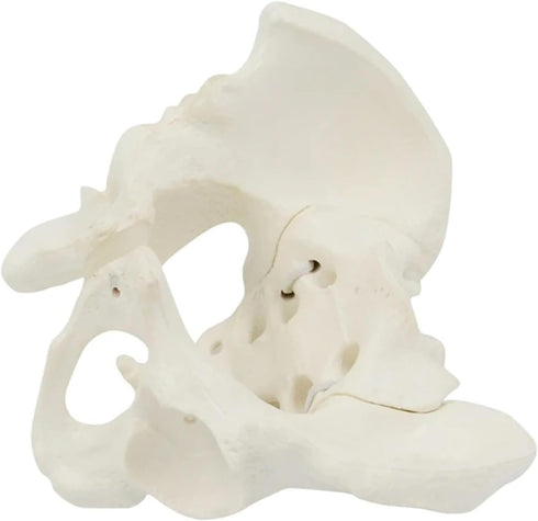 1:2 Pelvis Model - Flexible Female Pelvis Anatomy Model Human Skeleton Model Mini Hip Bone Pelvic Anatomical Model