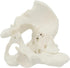 1:2 Pelvis Model - Flexible Female Pelvis Anatomy Model Human Skeleton Model Mini Hip Bone Pelvic Anatomical Model