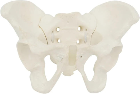 1:2 Pelvis Model - Flexible Female Pelvis Anatomy Model Human Skeleton Model Mini Hip Bone Pelvic Anatomical Model