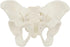 1:2 Pelvis Model - Flexible Female Pelvis Anatomy Model Human Skeleton Model Mini Hip Bone Pelvic Anatomical Model