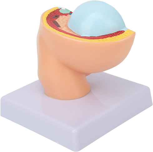 LJCM 9 Months Baby Fetus Model, Female Pelvis Model for Pregnancy, Clear Structure, High Simulation for Science