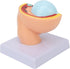 LJCM 9 Months Baby Fetus Model, Female Pelvis Model for Pregnancy, Clear Structure, High Simulation for Science