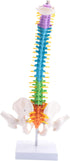 Luejnbogty 45Cm with Pelvic Human Anatomical Anatomy Spine Spinal Column Model Teaching Resources for Students