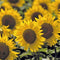 3dRose lsp_93335_6 Light Switch Cover, North Dakota Sunflowers in Cass County Us35 Rer0008 Ric Ergenbright