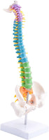 Luejnbogty 45Cm with Pelvic Human Anatomical Anatomy Spine Spinal Column Model Teaching Resources for Students