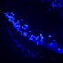 Taoushuleng 2 Pack 200 40Ft 8 Solar String Blue Lights Outdoor, Total LED Each with Lighting Modes for Yard