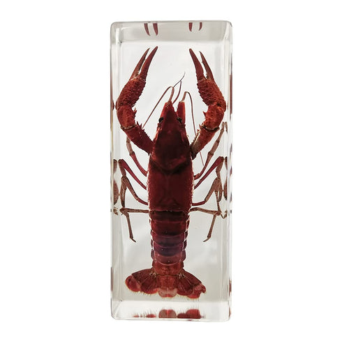 FlyingBean Real Shrimp Specimens in Resin Paperweight Crafts, Animal Taxidermy Collection for Science