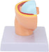 Pregnant Woman Anatomical Pelvis Model Human Female Pelvic Section Pregnancy Anatomical Model Nine Months Baby Fetus
