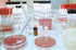 Othmro 50pcs Plastic Lab Centrifuge Tubes, 50ml Vial Test Tube Sample Storage Container, Round Bottom with Plug-in Cap