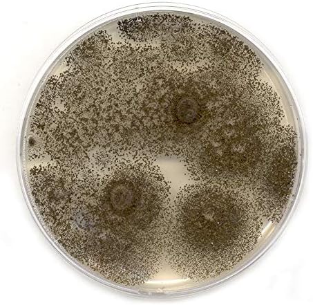 Malt Extract Agar (MEA) Plates for Mushroom Cultivation, 10 Prepoured Agar Plates