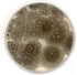 Malt Extract Agar (MEA) Plates for Mushroom Cultivation, 10 Prepoured Agar Plates