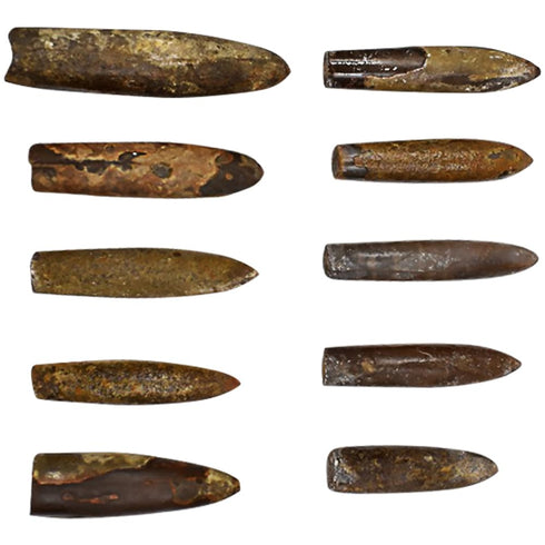 10pcs Paleontology Belemnite Specimen Science Ornament for Laboratory Supply