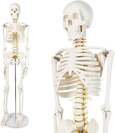 NEW HORIZON Human Skeleton Model for Anatomy 34 Tall Life Size Skeleton