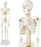 NEW HORIZON Human Skeleton Model for Anatomy 34 Tall Life Size Skeleton