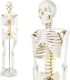 NEW HORIZON Human Skeleton Model for Anatomy 34 Tall Life Size Skeleton