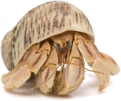 (36 24 WM357908 Wallmonkeys Crawling Hermit Crab Wall Decal Peel and Stick Graphic in W x in H)