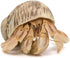 (36 24 WM357908 Wallmonkeys Crawling Hermit Crab Wall Decal Peel and Stick Graphic in W x in H)