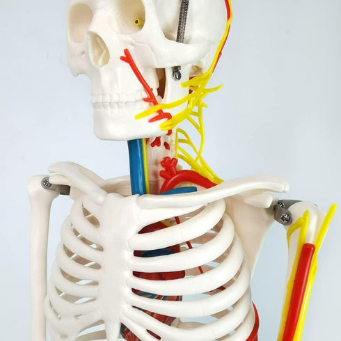 33" Human Skeleton Model with Nerves, Veins and Arteries, Removable Skull Cap, and Articulated Mandible - Includes