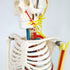 33" Human Skeleton Model with Nerves, Veins and Arteries, Removable Skull Cap, and Articulated Mandible - Includes