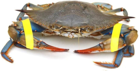 AirFly 1 0.5, Crab, Lobster Claw Rubber Bands, Protect Lobsters & Crabs, Cook Safe FDA-Compliant Silicone, Size x Made
