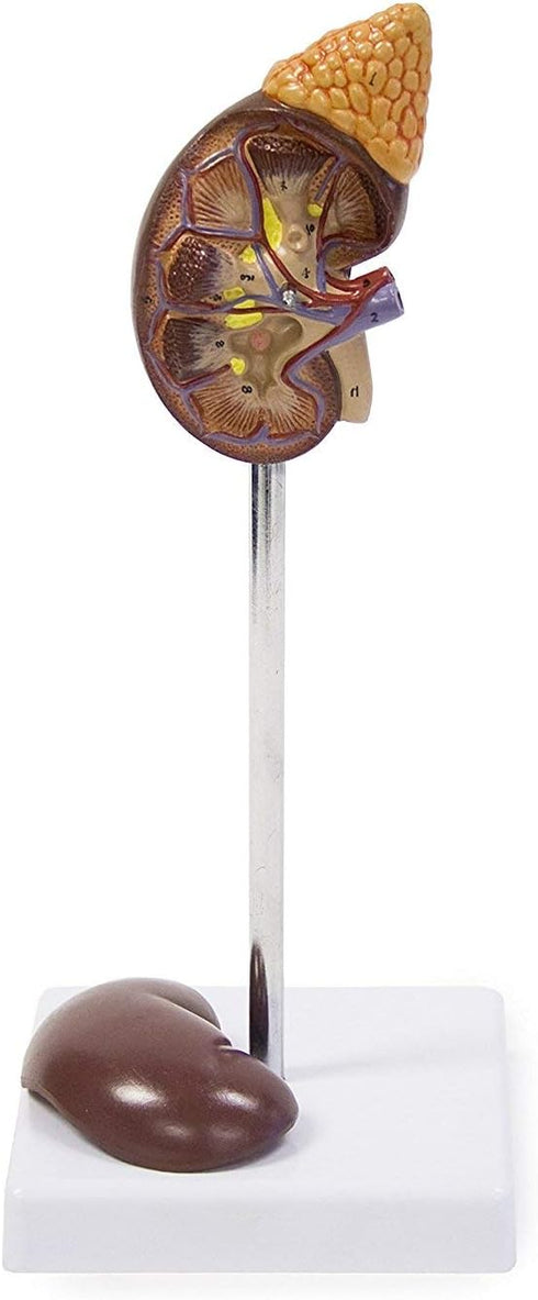 Life-Size Kidney Model - Median Sagittal Sectioned - 2 Parts - Anatomical
