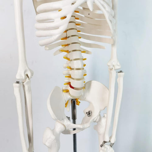 34 NEW HORIZON Human Skeleton Model for Anatomy Tall Life Size Skeleton with Detachable Metal Base for Classroom