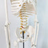 34 NEW HORIZON Human Skeleton Model for Anatomy Tall Life Size Skeleton with Detachable Metal Base for Classroom