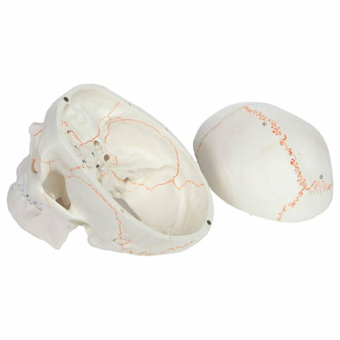 3-Part, Wellden Medical Anatomical Human Skull Model, Numbered, Life Size